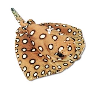 Obrázek z Rejnok hnědý puntíkovaný plyš 30cm (150) 